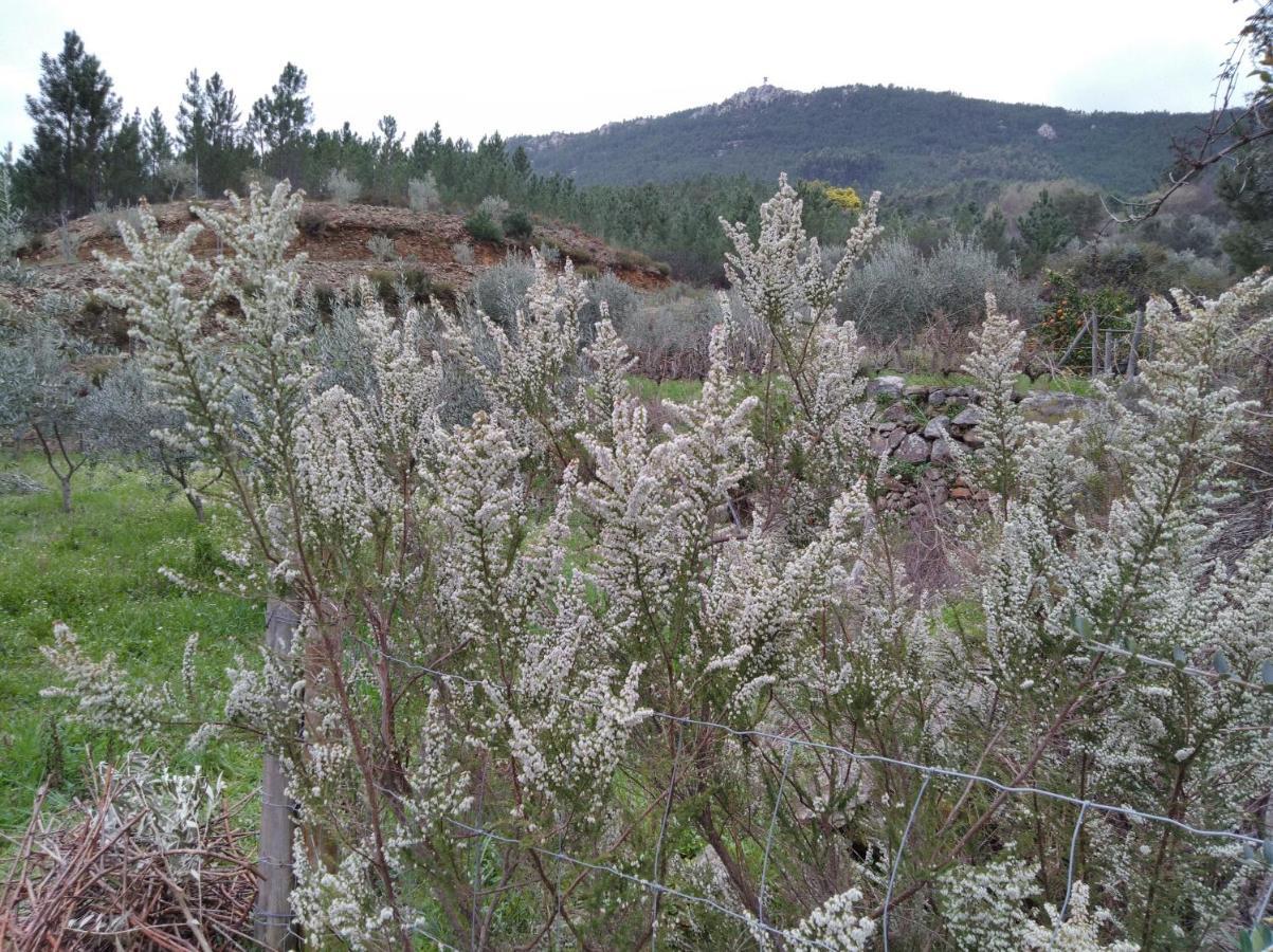 Montes da SenhoraRefugio Do Raposo/Casa Altair别墅 外观 照片
